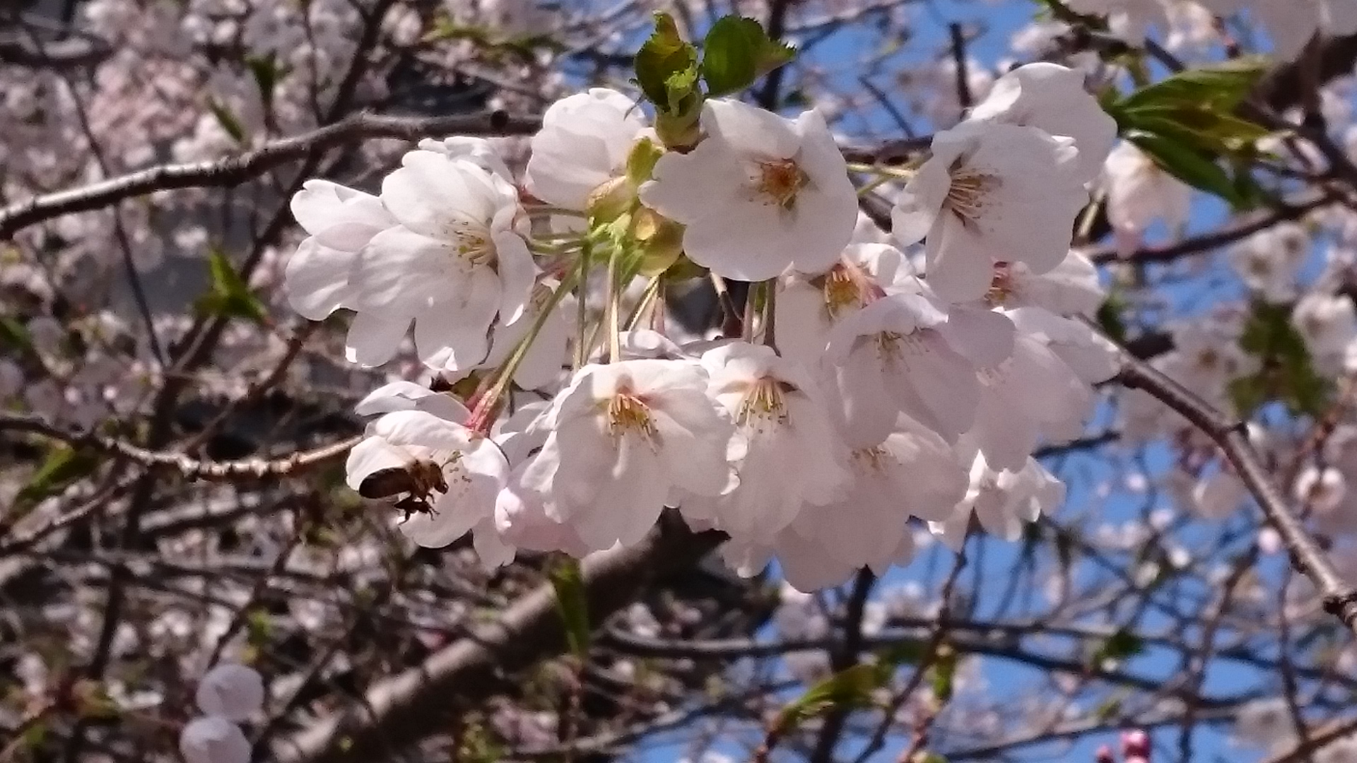 桜の花びらにミツバチ