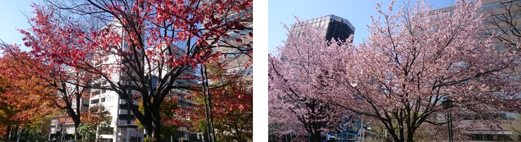 左が秋の桜紅葉　　右が春の満開の桜